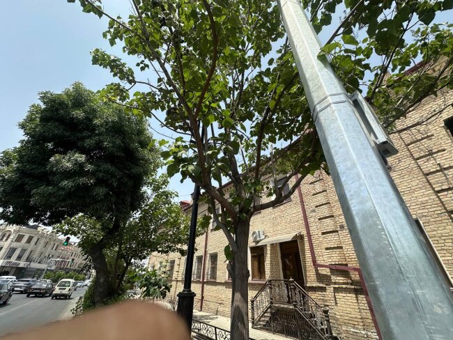 В Самарканде предприниматель, установивший оборудование для фиксации нарушений ПДД, повредил дерево