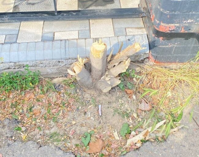 Виновный в вырубке дерева возле кафе «Тараканчик» в Мирзо-Улугбекском районе заплатит более 10 млн сумов