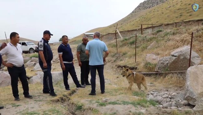 Житель Самаркандской области незаконно содержал африканского львёнка