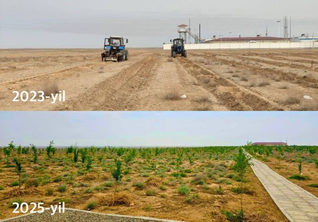 Пустынная зона Навои превращается в «зелёный пояс»