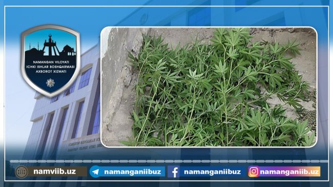 Житель Уйчинского района организовал в своей теплице плантацию каннабиса