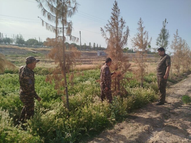 В Сырдарье 11 предприятий не организовали систему полива саженцев и были оштрафованы