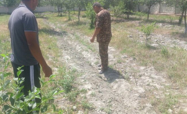 В Самаркандской области завхоз школы допустил высыхание саженцев и был наказан