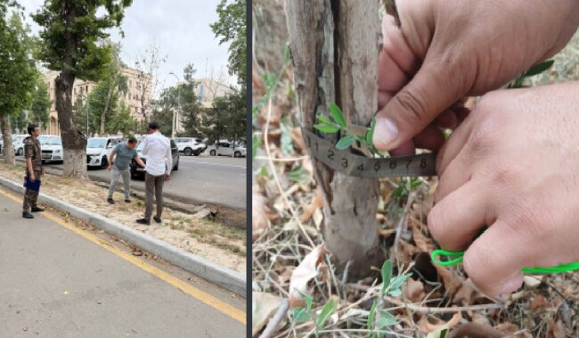 Наказан гражданин, который допустил засыхание саженцев деревьев в Шайхантахурском районе
