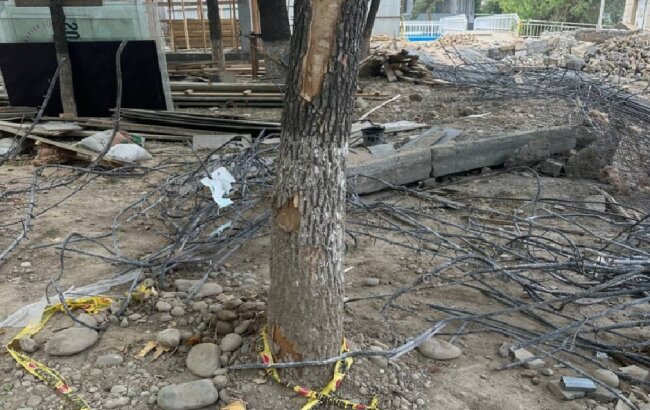 На строительной площадке в Ташкенте повредили деревья, виновник заплатит крупный штраф