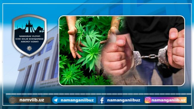 Житель Папского района выращивал каннабис во дворе своего дома