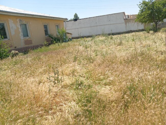 Сотрудница медпункта в Джизакской области получила крупный штраф за засохшие саженцы