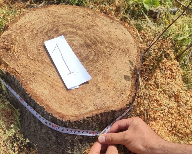 В Чирчике мужчина заплатит полмиллиарда сумов за уничтоженные деревья
