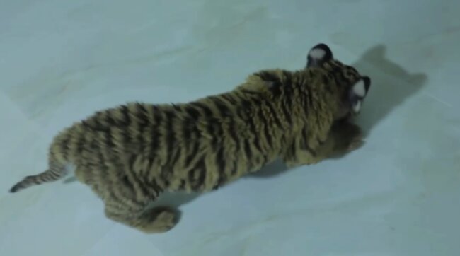 Житель Ташкентского района содержал в своём доме 7 питонов и детёныша амурского тигра