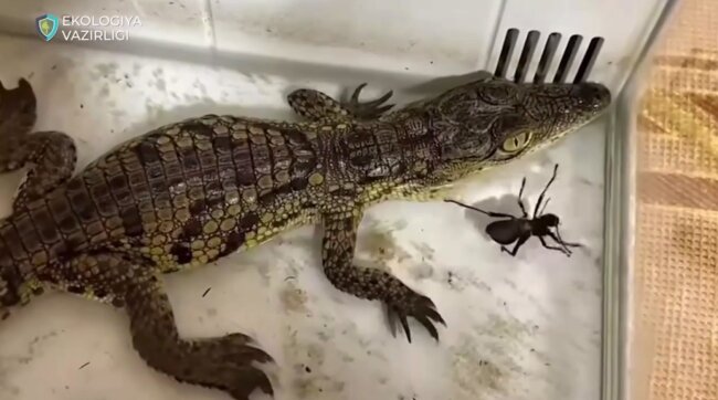 Житель Ташкента содержал дома нильского крокодила
