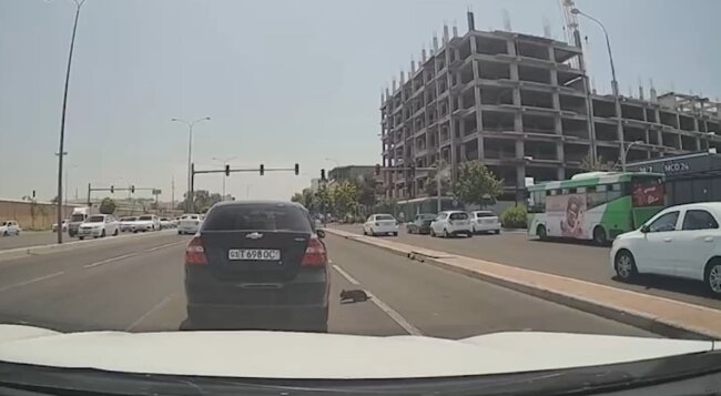На гражданина, который в Ташкенте выбросил котёнка из автомобиля, составлен административный протокол