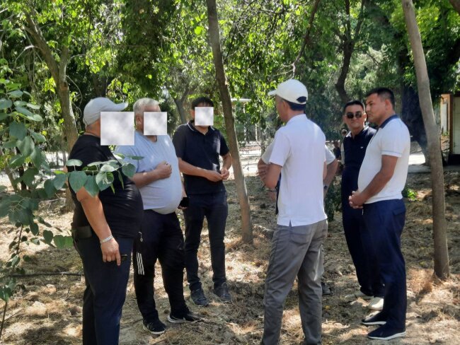 В Ташкенте гражданин выплатит крупный штраф за повреждение дерева