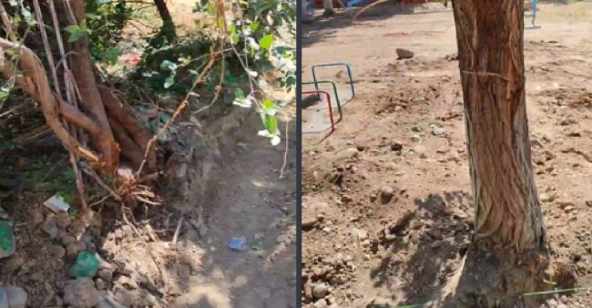 На территории детского сада в Яшнабадском районе повредили деревья