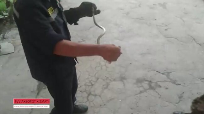 Житель Ферганской области обнаружил в своём доме метровую змею