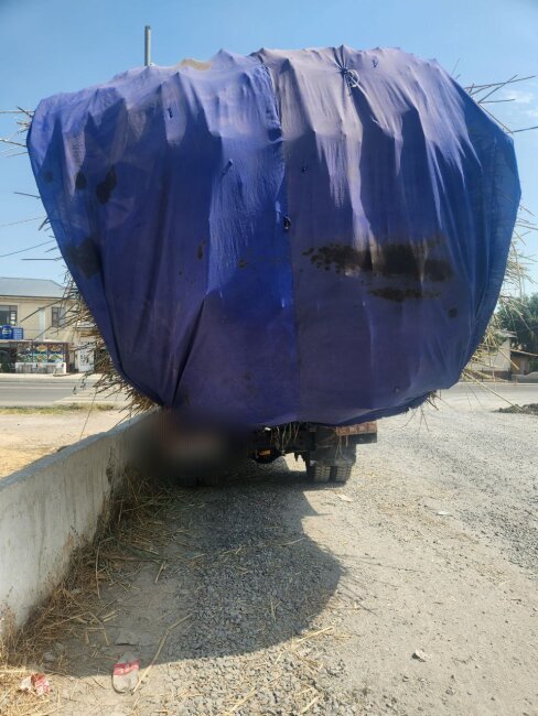 В Джизаке экологи оштрафовали мужчину за незаконную вырубку камыша