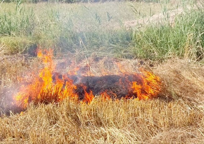 Шестерых жителей Хорезма экологи привлекли к ответственности за поджог полей