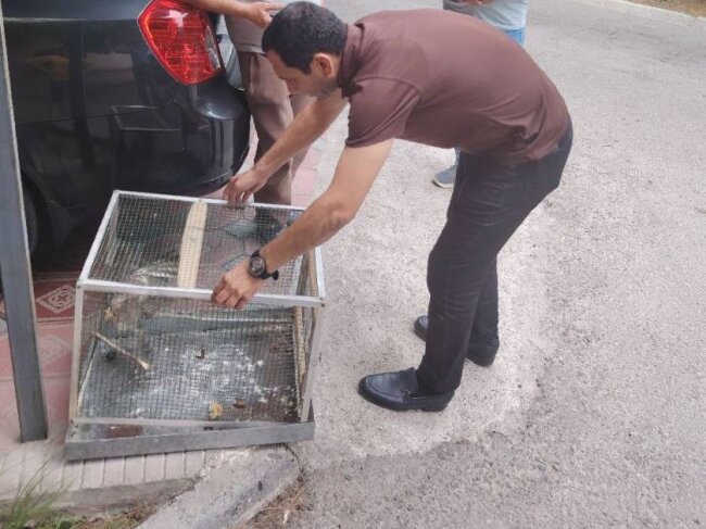 Краснокнижная птица залетела в квартиру жителя Юнусабадского района