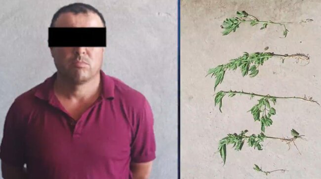 Житель Янгиабадского района выращивал каннабис на заднем дворе своего дома