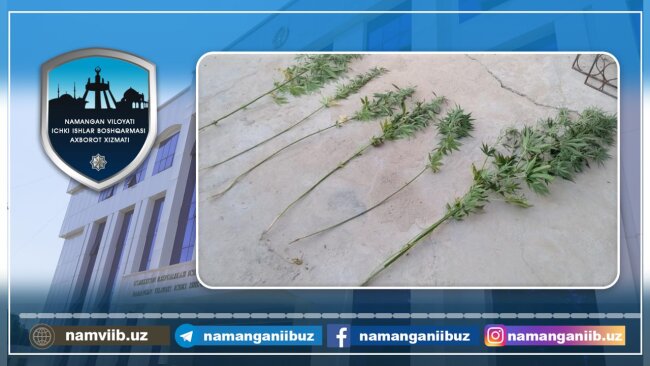 Ещё один житель Намангана уличён в выращивании каннабиса