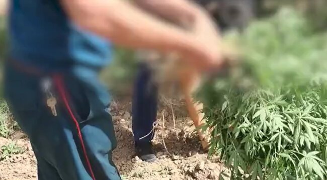 Фермер из Намангана выращивал каннабис среди кунжута