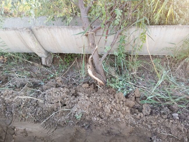 В Карши мужчина повредил дерево джиды, ему выписан крупный штраф