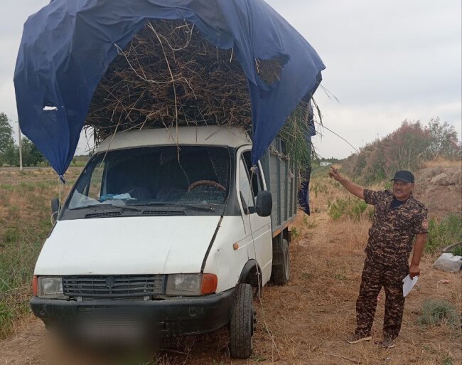 В Джизаке мужчина выплатит штраф за вырубку камыша