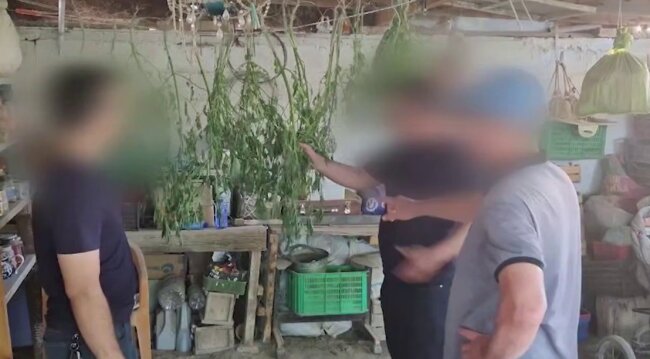 Житель Бухарской области занимался изготовлением марихуаны