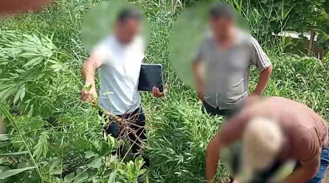 Житель Ургенча выращивал каннабис и хранил марихуану