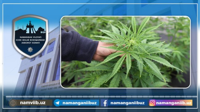 В Чустском районе выявили плантацию каннабиса