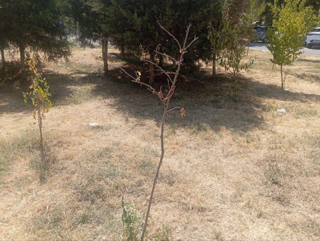 Ответственные лица трёх поликлиник Алмазарского района наказаны за засохшие деревья