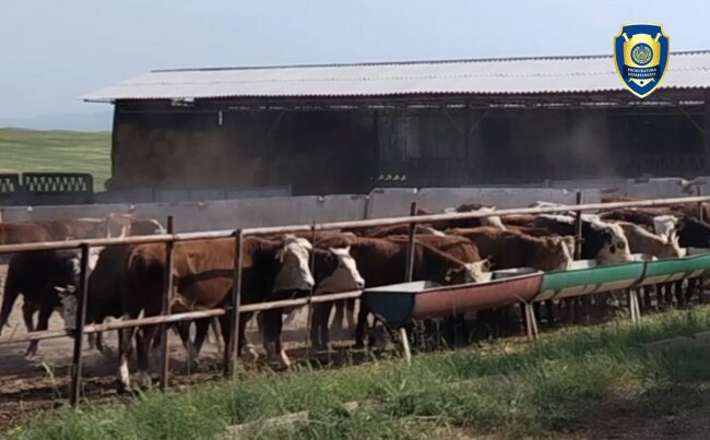 В Кибрае мошенники незаконно присвоили 814 млн сумов