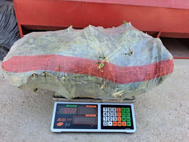 Двое молодых парней в Джизаке пытались продать мешок марихуаны за 5 тыс. долларов США