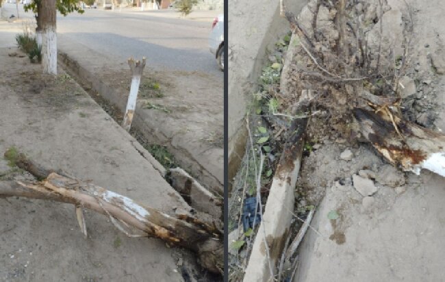 В Сурхандарье уничтожение деревьев признали действием крайней необходимости