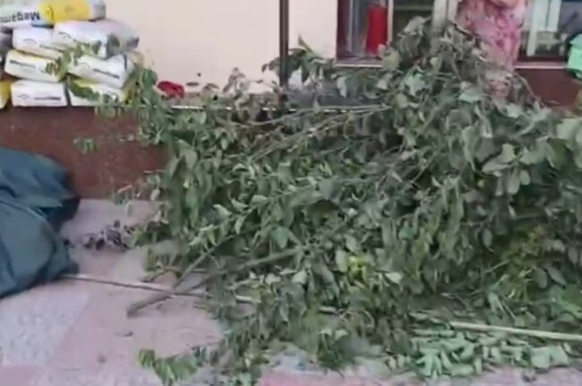 В Учтепинском районе строитель вырубил 4 фруктовых дерева