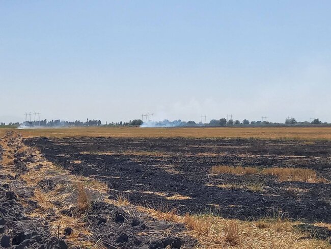 В Ташкентской области подожгли поле, общей площадью 9,5 гектаров