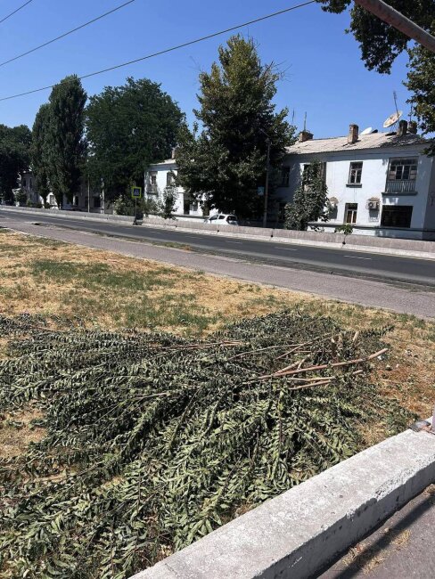 Житель Чирчика срезал 8 кустов и пожалел об этом