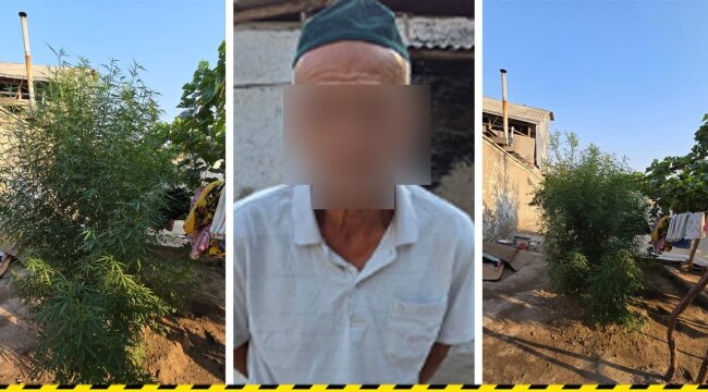 Житель Маргилана выращивал каннабис