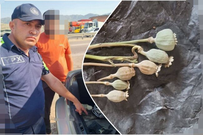 В Ахангаране водитель автомобиля «Nexia» перевозил головки опийного мака