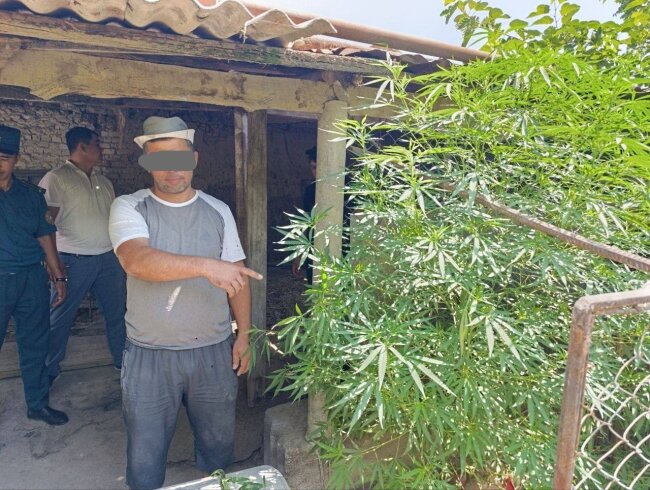 В доме жителя Джизака выявили огромный куст каннабиса