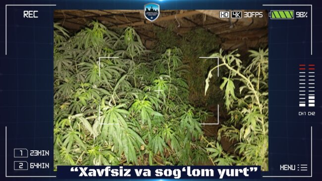 Житель Кукдалинского района выращивал каннабис