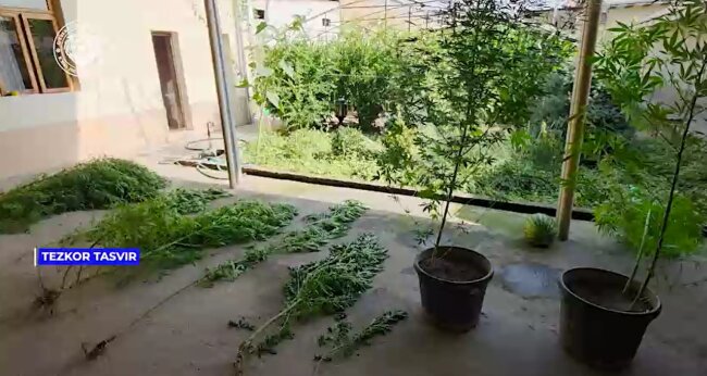 Десятки кустов каннабиса выявили в доме жителя Алмазарского района