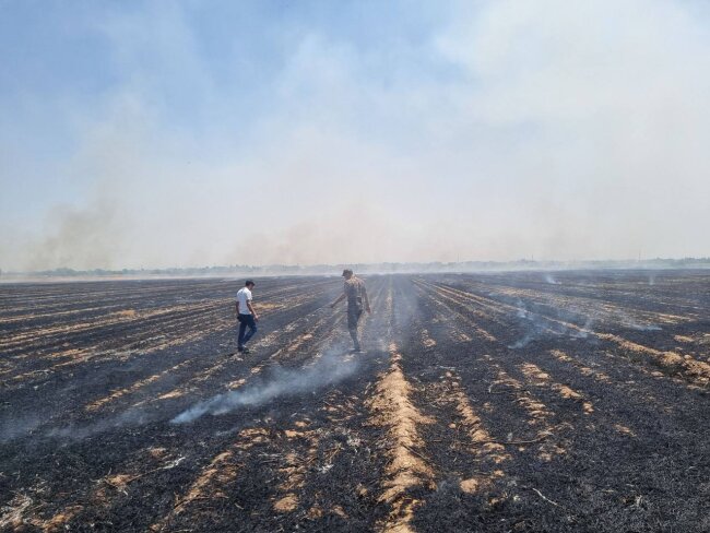 Ущерб от сожжённых полей в Ташкентской области насчитывает сотни миллионов сумов