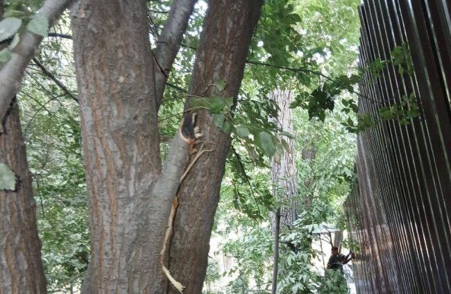 В Яшнабадском районе гражданин выплатит огромный штраф за сломанную ветку дерева