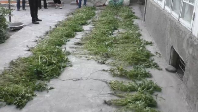 53-летний житель Самаркандской области организовал плантацию каннабиса на своём приусадебном участке