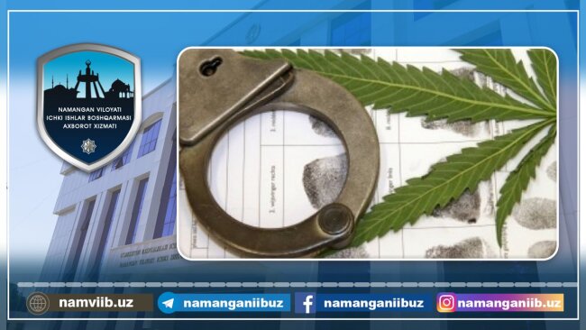 В Намангане пенсионер выращивал каннабис