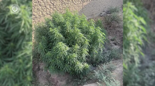 Ранее судимый пенсионер из Кашкадарьи организовал плантацию каннабиса