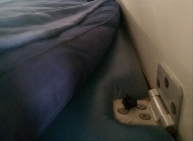 Служебная собака выявила наркотики у пассажира поезда «Ташкент – Новосибирск»