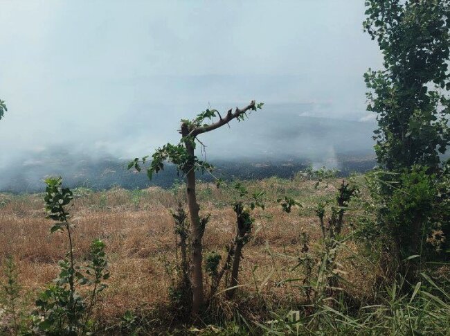 Фермер из Намангана заплатит более 50 млн сумов за поджог поля