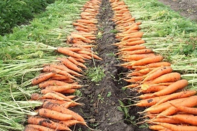 Узбекистан экспортировал морковь на 5,6 млн долларов США