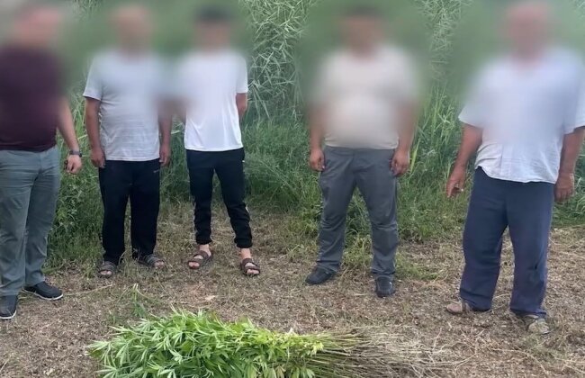 Почти 450 кустов каннабиса выявили на приусадебном участке жителя Бухарской области